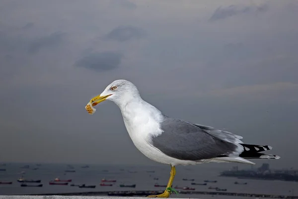 Gaviota Patas Amarillas Larus Michahellis Estambul Turquía Asia — Foto de Stock