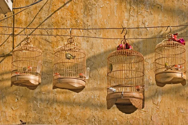 Zobrazit Detailní Ptačí Klec Vietnamu — Stock fotografie