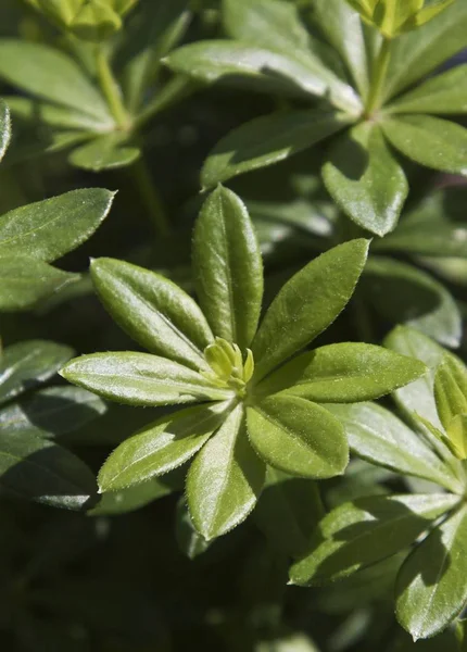 View Closeup Woodruff Galium Odoratum — Stock Photo, Image