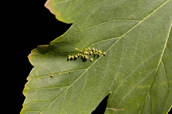 Huevos Insectos Una Hoja Oviposición —  Fotos de Stock