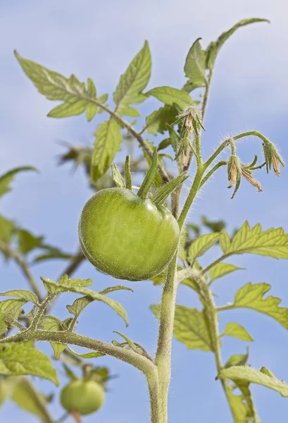 Tomate Solanum Lycopersicum Variedade Harzer Riesen — Fotografia de Stock