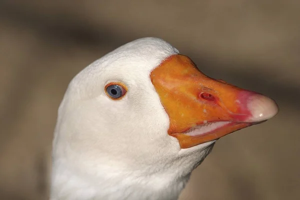 pictures geese white goose stock photo