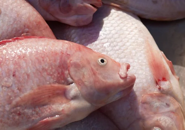 Vers Gevangen Rode Snapper Lutjanus Campechanus Een Vismarkt Thailand Zuidoost — Stockfoto