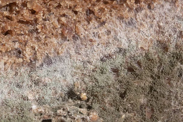 bread mold, mold spores background