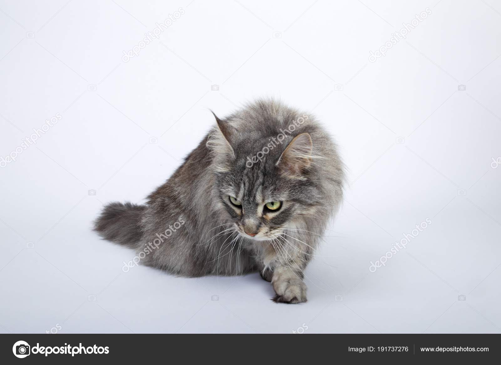 Maine Coon Kot Biały Studio Zdjęcie Stockowe