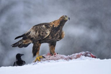 Golden Eagle, Aquila chrysaetos with bait and Hooded Crow Kainuu hunting clipart