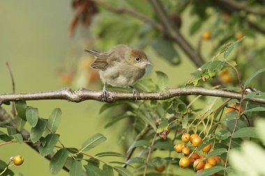 Blackcap bird, Sylvia atricapilla, young bird perched on tree branch clipart