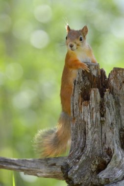 Eurasian Red Squirrel, Sciurus vulgaris in nature  clipart