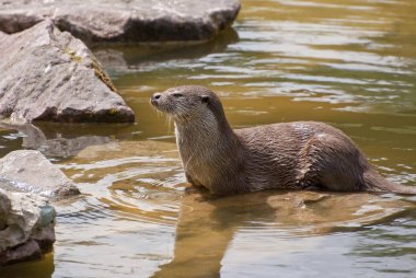 Otter (Lutra lutra), captive, Baden-Wuerttemberg, Germany, Europe  clipart