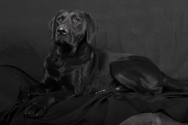 黑色拉布拉多猎犬狗躺在真皮沙发上 — 图库照片