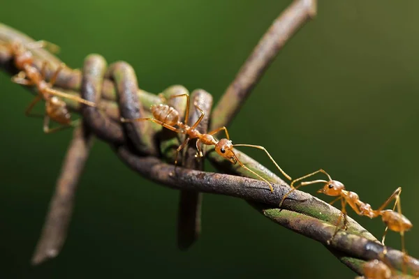 Azjatycka Mrówki Drut Kolczasty — Zdjęcie stockowe