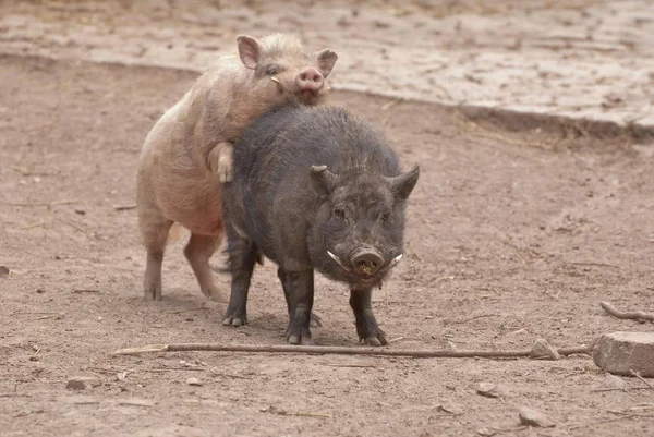 Playing Cute Mini Pigs Captive — Stock Photo, Image