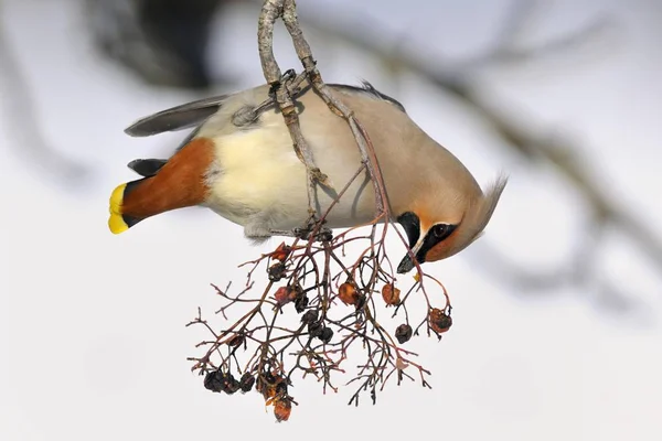 Bohemian Waxwing Bird Bombycilla Garrulus Eating Berries Tree — Stock Photo, Image