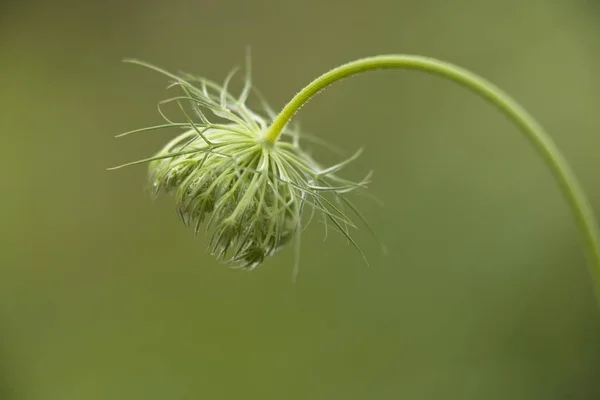 Квітка Daucus Carota Ванер Хайде Природний Заповідник — стокове фото