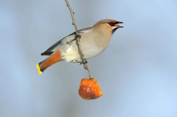 Bohemian Waxwing Bird Bombycilla Garrulus Eating Overripe Frozen Apple Winter — Stock Photo, Image