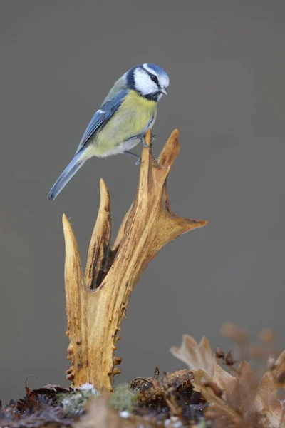 蓝山雀鸟 Cyanistes Caeruleus 栖息在鹿鹿角上 — 图库照片