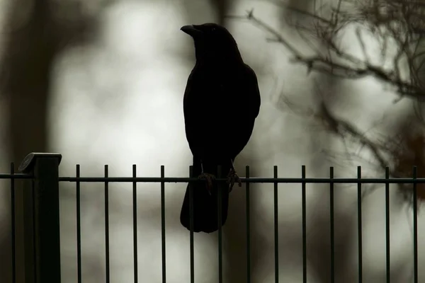 Kråka Iron Gate Corvus Corone — Stockfoto