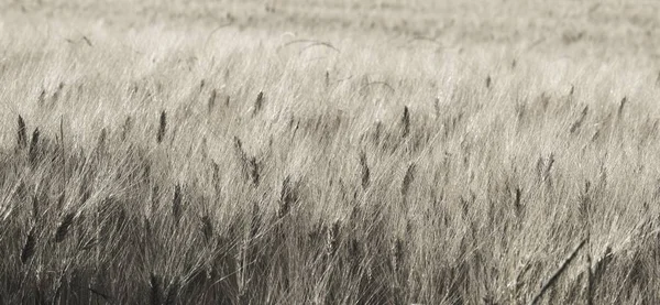 Сельское Хозяйство Сельской Местности Поле Зерна Панорамный Полный Каркас — стоковое фото