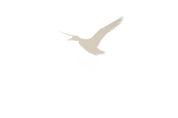 Uçan Yaban Ördeği Yaban Ördeği Siluet Arka Işık Karşı — Stok fotoğraf
