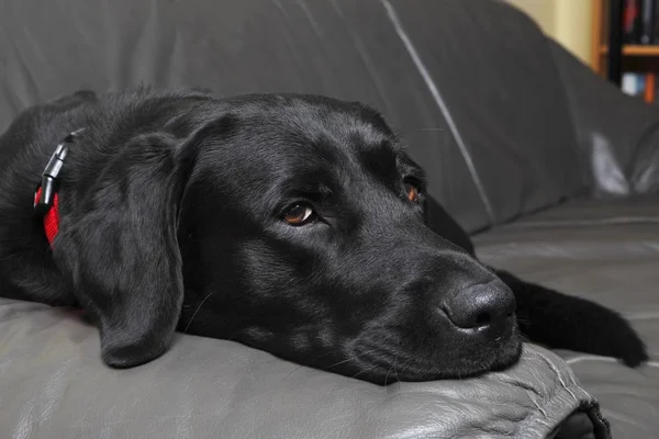 Black Labrador Retriever Chien Couché Sur Canapé Cuir — Photo