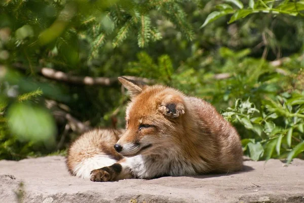 Volpe Rossa Vulpes Vulpes Prigioniero All Aperto — Foto Stock