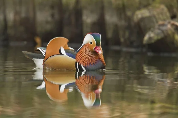 Canard Mandarin Dans Eau Lac — Photo