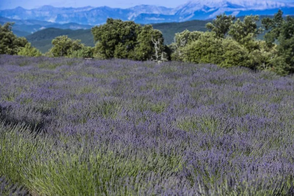 Kwiaty Lawendy Uprawy Polu Lavandula — Zdjęcie stockowe