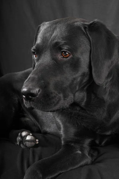 Negro Labrador Retriever Perro Acostado Sofá Cuero —  Fotos de Stock