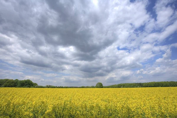 Rapsfeld Bewölkter Himmel Und Feld Mit Wachsendem Gras Und Gelben — Stockfoto