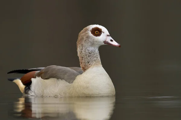 Oca Egiziana Nuotare Acqua Lago — Foto Stock