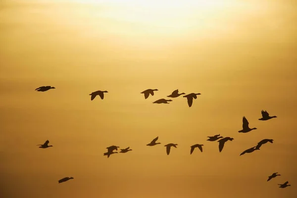 Gansos Volando Cielo Del Atardecer —  Fotos de Stock