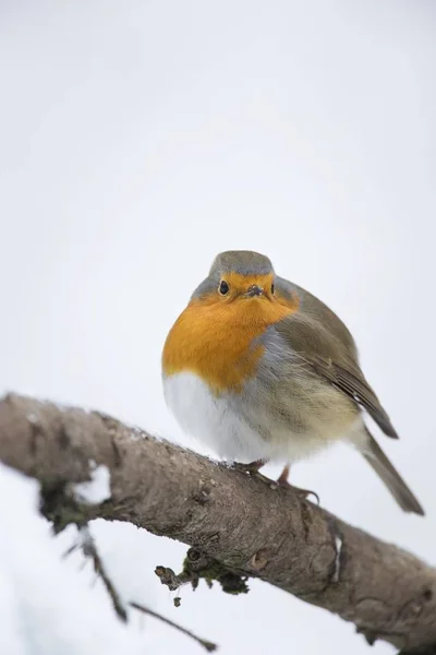 Robin Pássaro Galho Árvore Inverno — Fotografia de Stock