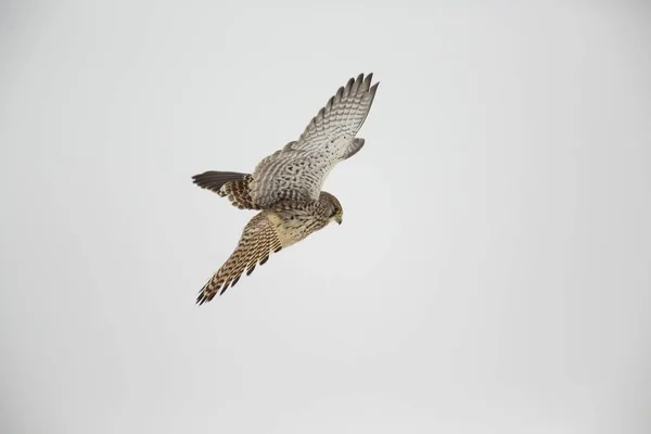 Turmfalke Falco Tinnunculus Schwebeflug — Stockfoto