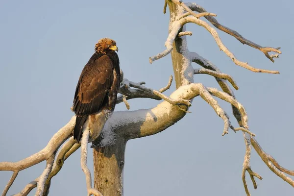 Altın Kartal Kuş Aquila Chrysaetos Ağaca Tünemiş — Stok fotoğraf