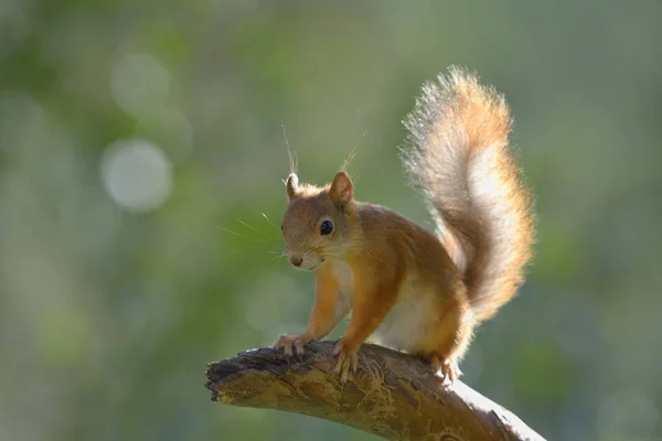 Ευρασιατική Κόκκινο Σκίουρο Sciurus Vulgaris Στη Φύση — Φωτογραφία Αρχείου