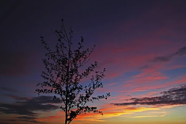 Evening sky, purple orange sunset and tree