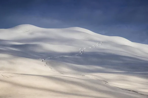 Tierspuren Schneebedeckten Land — Stockfoto