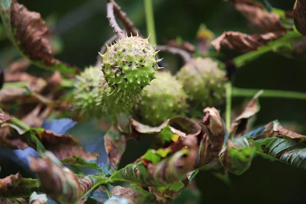 Horse Chestnut Conker Tree Fruit Pod Seeds — Stock Photo, Image