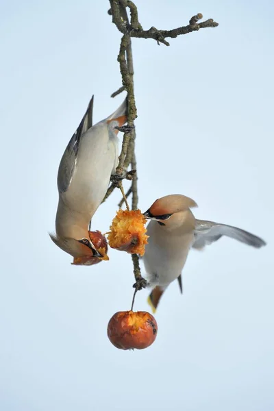 Bohemian Waxwings Competing Food Apple Tree Frozen Apples Winter — Stock Photo, Image