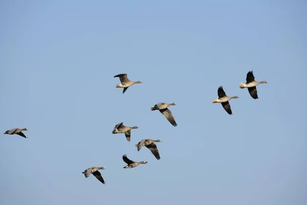 Große Weißstirngänse Anser Albifrons Flug — Stockfoto