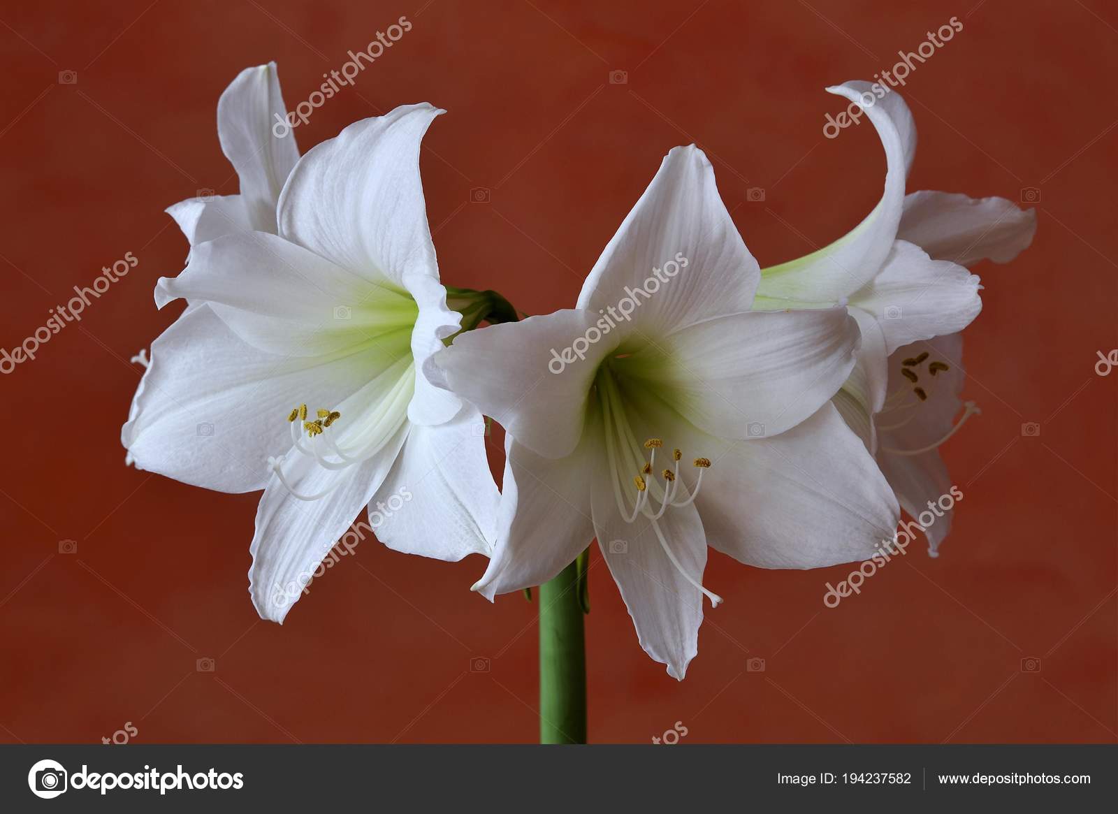 Amarilis blanco fotos de stock, imágenes de Amarilis blanco sin royalties |  Depositphotos