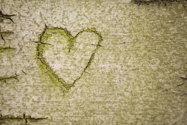Bir Kayın Ağacı Kabuğu Oyulmuş Kalp Simgesi — Stok fotoğraf