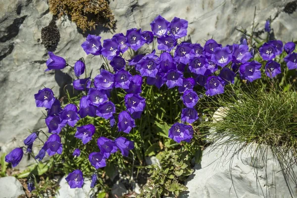 Flores Campana Violeta Creciendo Roca — Foto de Stock