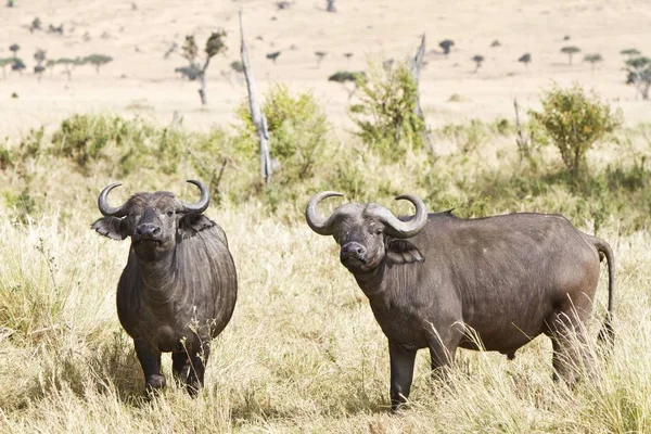 Afrikaanse Buffels Cape Buffels Syncerus Caffer Masai Mara Ufa Kenia — Stockfoto