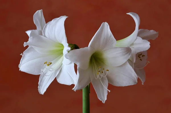 Цветущий Белый Amaryllis Hippeastrum Напротив Оранжевой Стены — стоковое фото