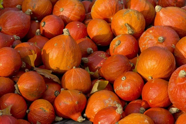 Japanse Hokkaido Pompoenen Cucurbita Maxima — Stockfoto