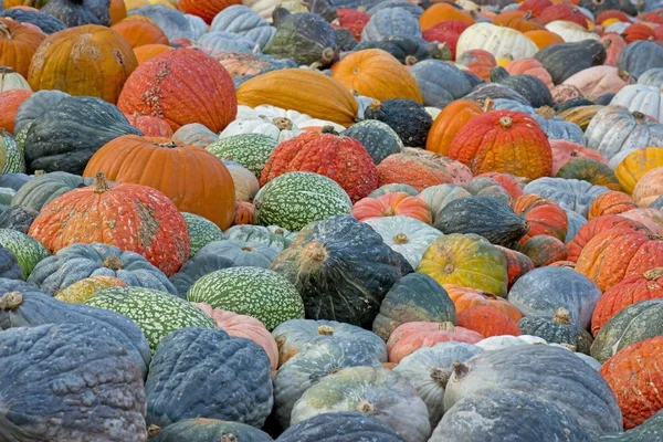 Diferentes Variedades Abóboras Abóboras Cabaças Cucurbita Pepo — Fotografia de Stock