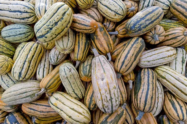 Delicata Pompoenen Pompoenen Van Cucurbita — Stockfoto