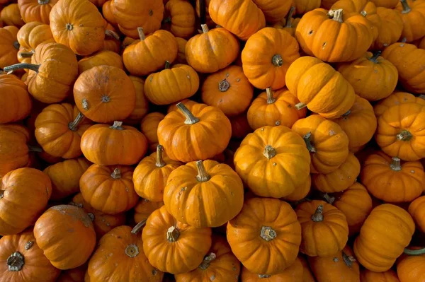 Oranje Pompoenen Cucurbita Maxima — Stockfoto