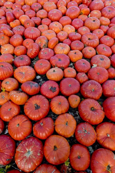 Rode Eetbare Pompoenen Pompoenen — Stockfoto